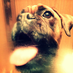 Άβαταρ μέλους